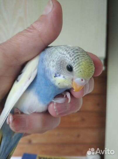 Птенчики волнистых попугайчиков