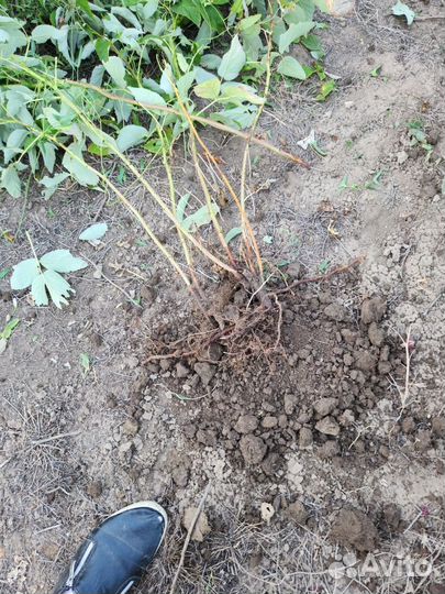 Саженцы малины