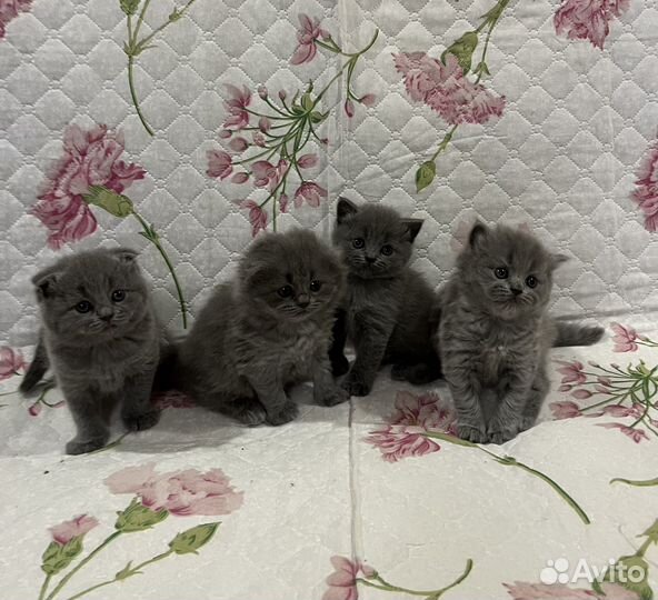Шотландские котята