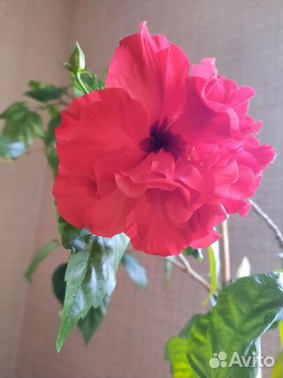 Гибискус китайская роза