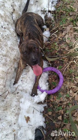 Вязка питбультерьера