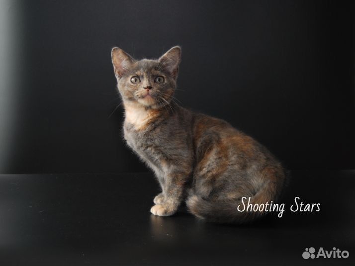 Американская короткошерстная кошка