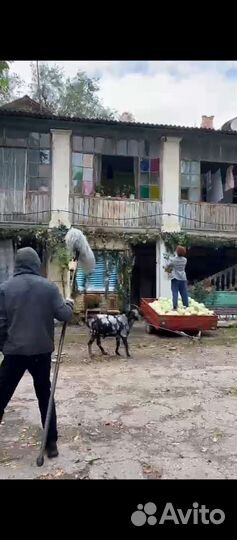 Козлята, козы