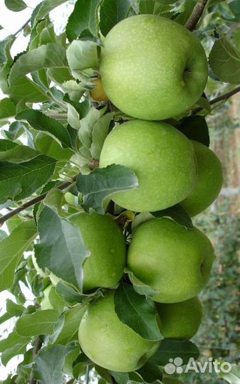 Саженцы яблони