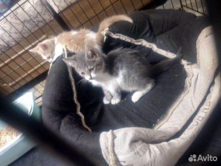 Матвею (2 месяца) негде жить