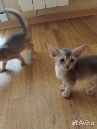 Абиссинская