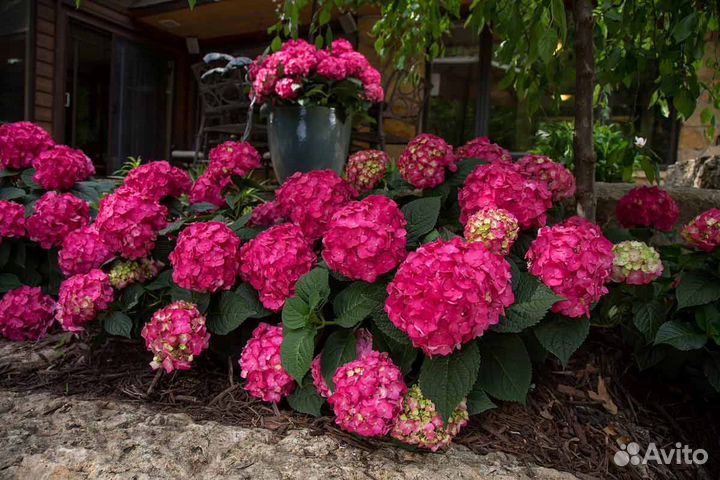 Гортензии