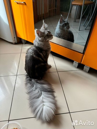 Мейн-кун полидакт