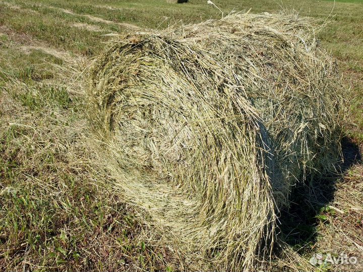 Сено люцерны в рулонах