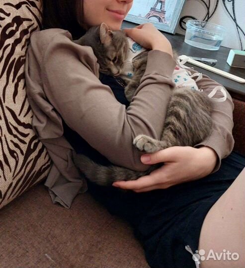 Кошечка в добрые руки