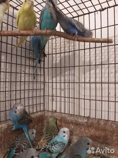 Канарейки,амадины.рисовки,волнистые попугаи