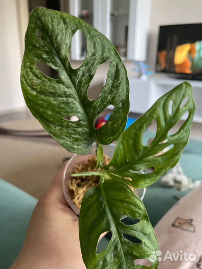 Монстера адансона минт