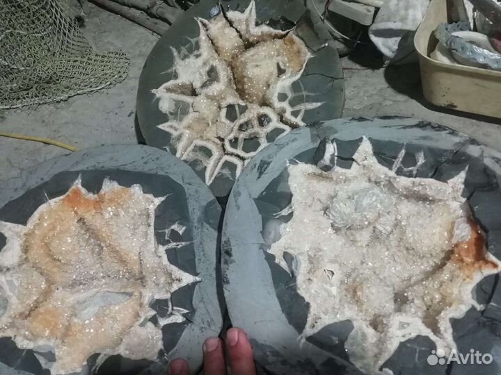 Септария Окаменелость