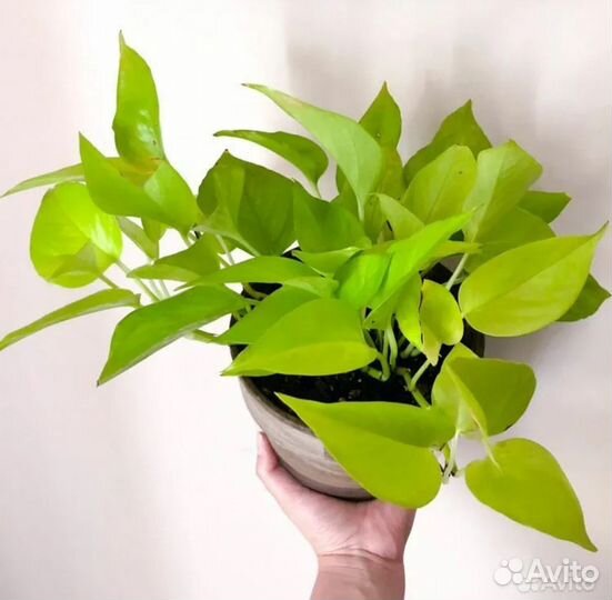 Сциндапсус неон