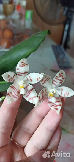 Орхидея фаленопсис