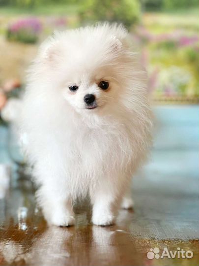 Супер мини девочка