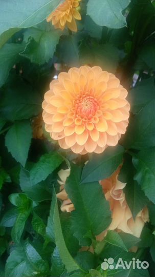 Георгины сортовые