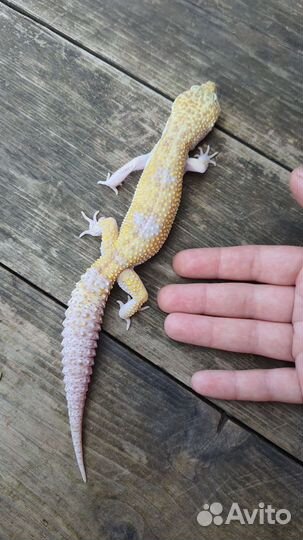 Ящерица эублефар молодой самец