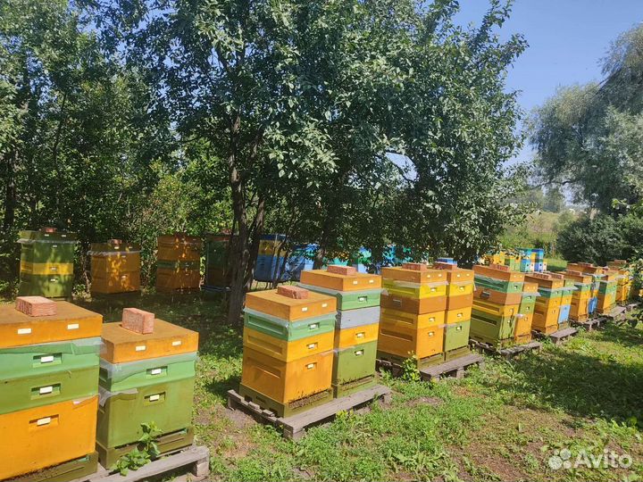 Мёд - мед цветочный с собственной пасеки 2024г