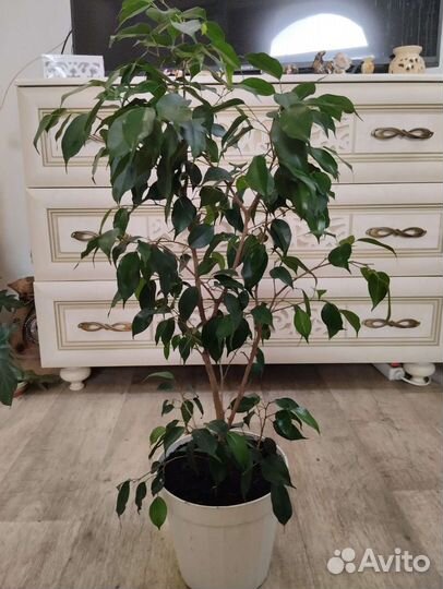 Фикус бенджамина, комнатные растения, цветы