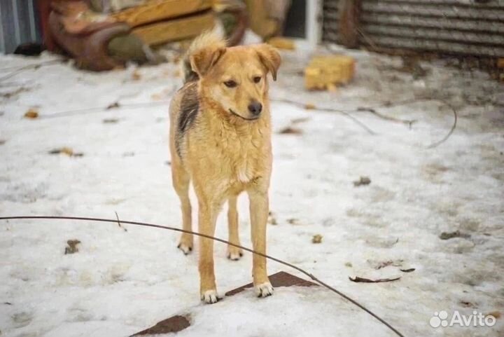 Собака в добрые руки