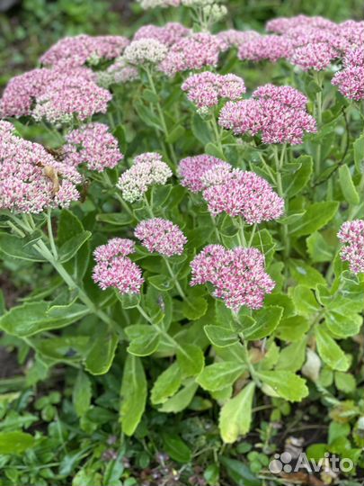 Очиток садовые цветы