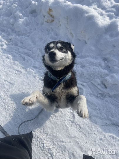 Собака в добрые руки