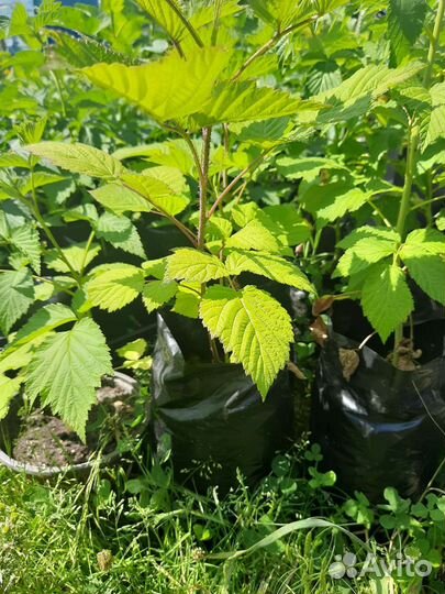 Саженцы малины зкс