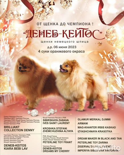 Щенки Немецкого Шпица