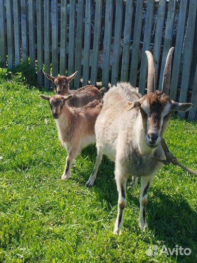 Коза дойная с козлятами