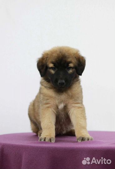 Милый щеночек