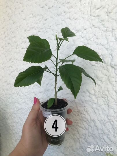 Гибискус Antilles Saumon