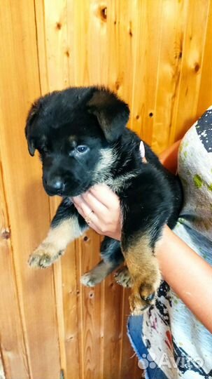 Щенки девочки овчарки