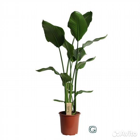 Комнатные растения для офиса