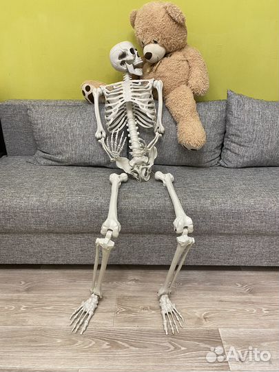 Скелет человека 160 для фото и видео