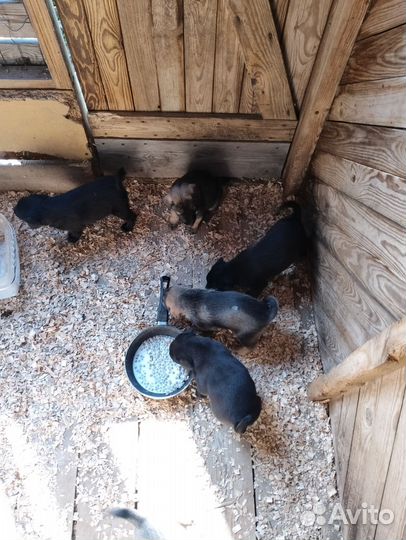 Отдам щенков