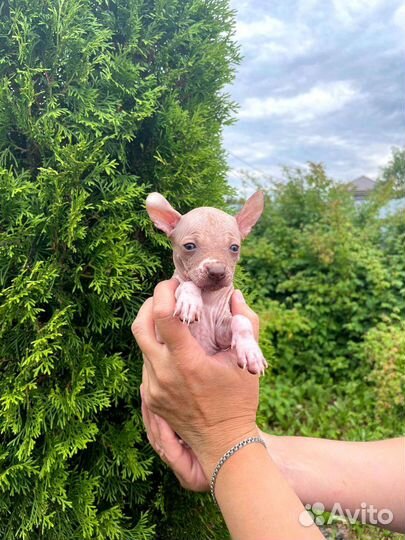 Ксолоитцкуинтли щенки мини