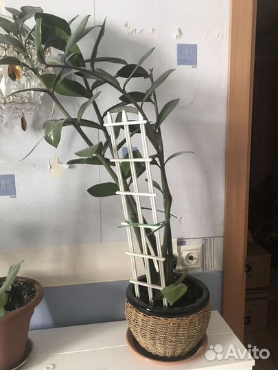 Замиокулькас (долларовое дерево)