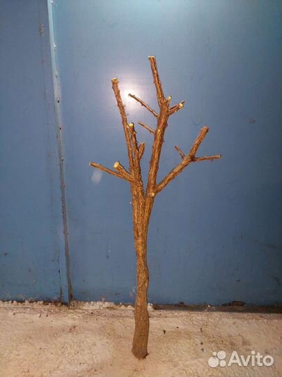 Коряга дерево