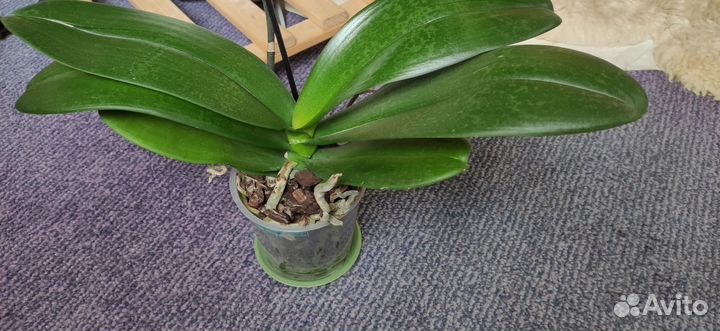 Орхидея цветёт цветок 12 см