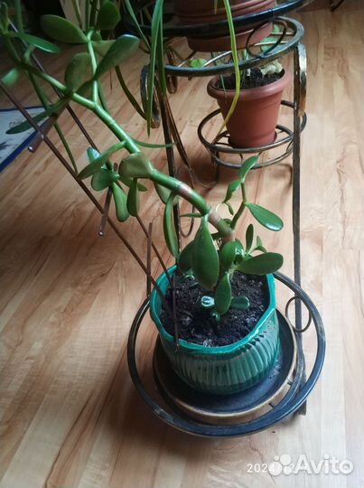 Комнатные цветы