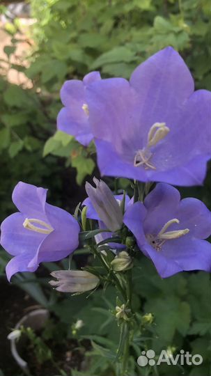 Садовые растения Керия Колокольчики Жасмин и др