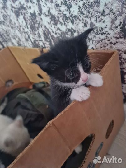 Кошка в дар