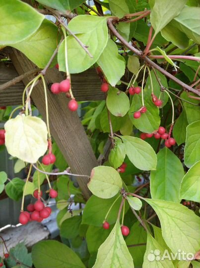 Элеутерококк, ежевика