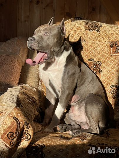 Стаффордширский терьер