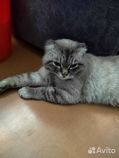Кот в добрые руки