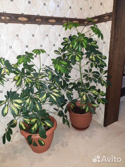 Домашние растения