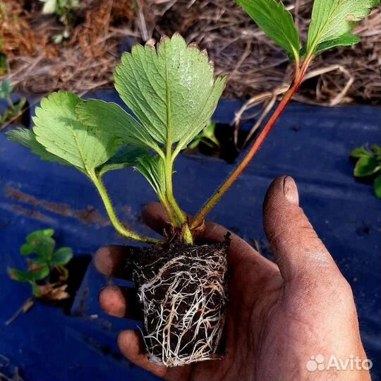 Рассада клубники