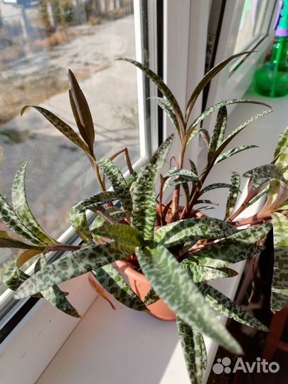 Суккуленты, хавортии, эониумы