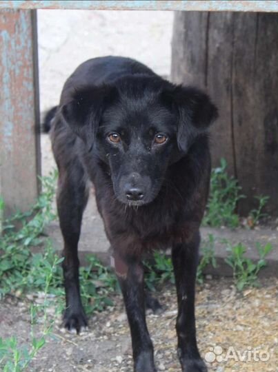 Ева ищет дом